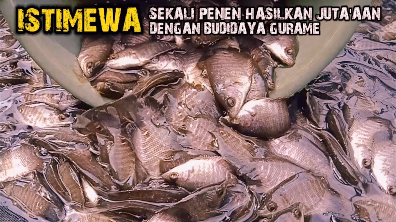 PANEN BIBIT GURAME - UKURAN KOREK GAS VS KARCIS BOOM‼️