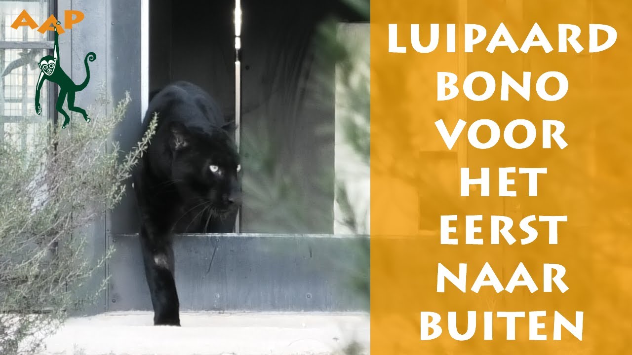 Luipaard Bono stapt voor het eerst een buitenverblijf in - Stichting AAP