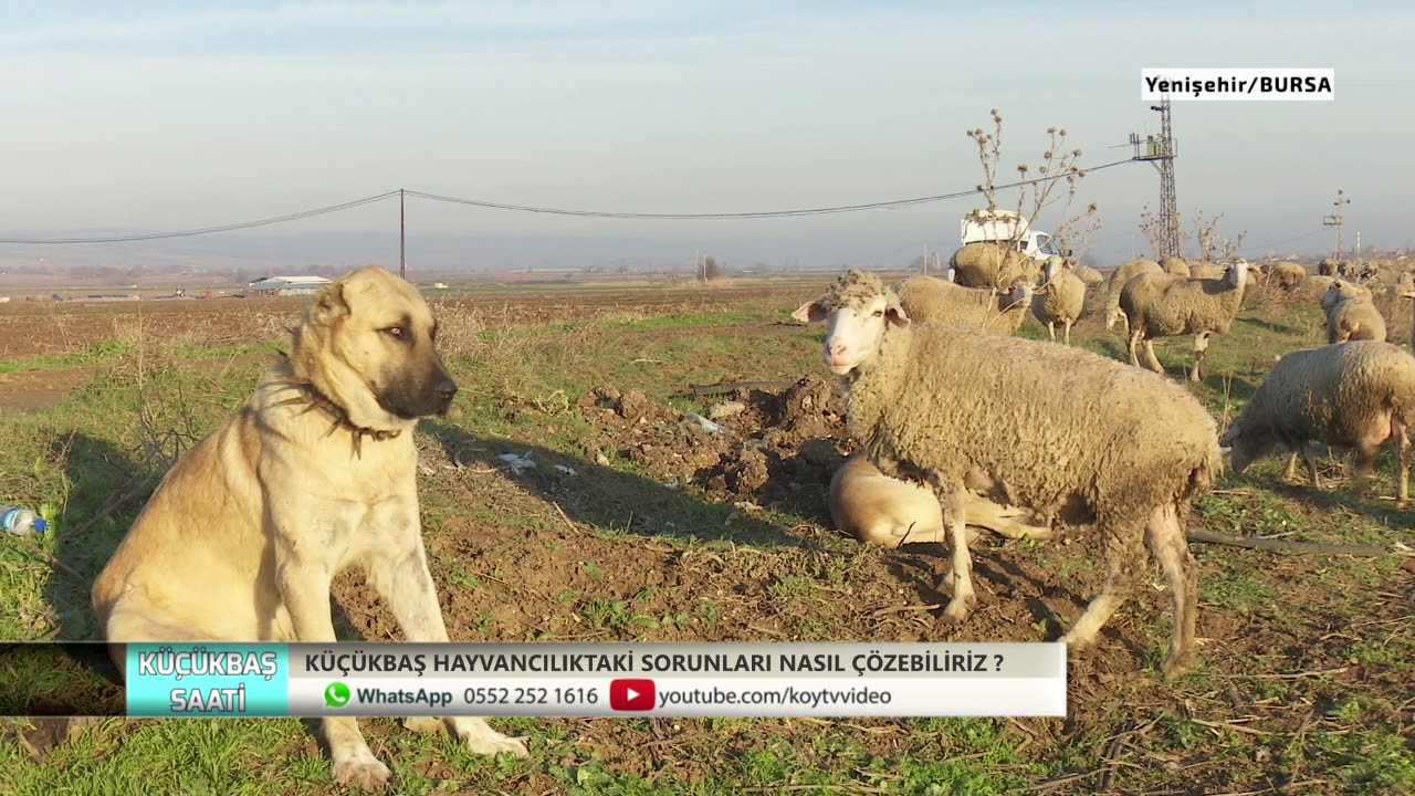 KÜÇÜKBAŞ SAATİ | Merinos Koyun Yetiştiriciliğinin Önemi - 1.Bölüm