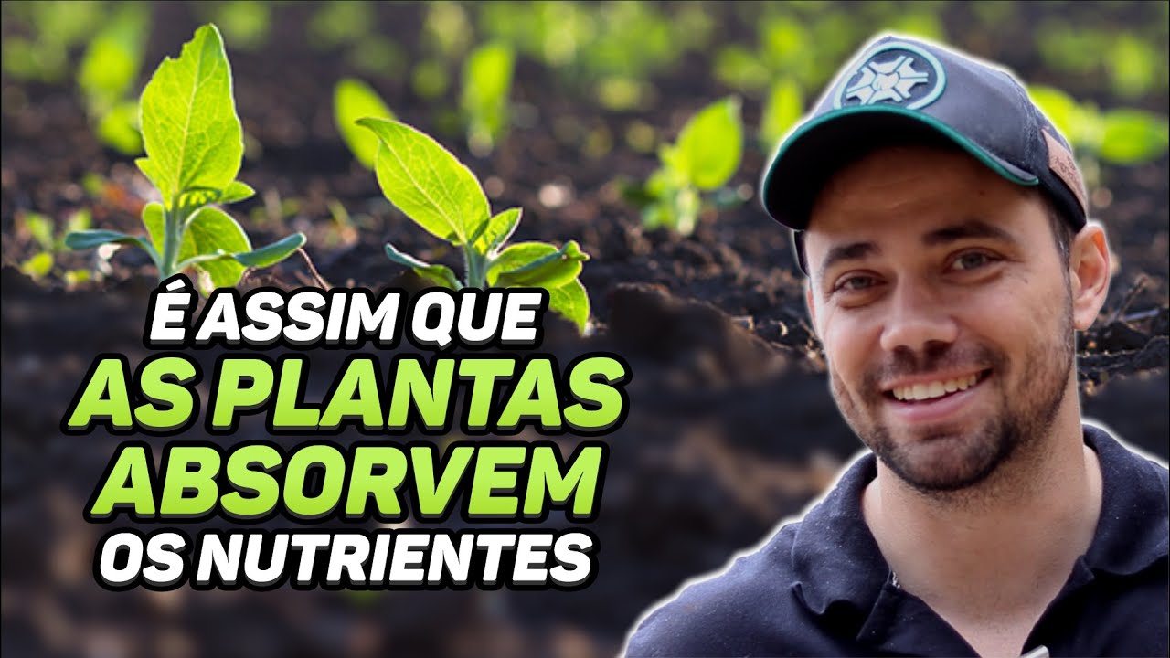 Fluxo de massa, interceptação radicular e difusão  | Série: Teoria na Prática #004