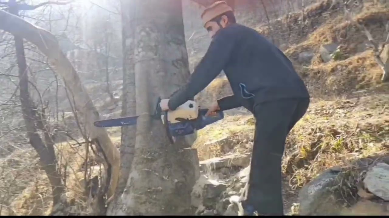 Cutting a tree #travel 1.5 Km