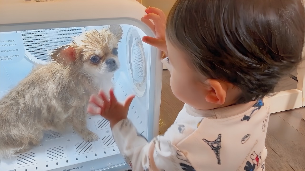 愛犬がピンチ…1歳児の行動が優しすぎた【うわうわ犬】
