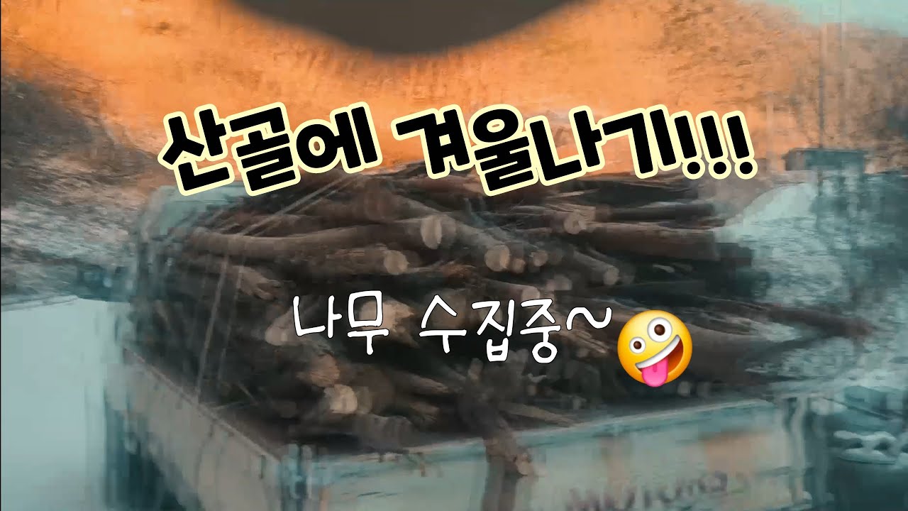 산골남자 겨울나기!!! 화목용 나무 최대한 확보!!!. 뜨거운 겨울!!🥰👍