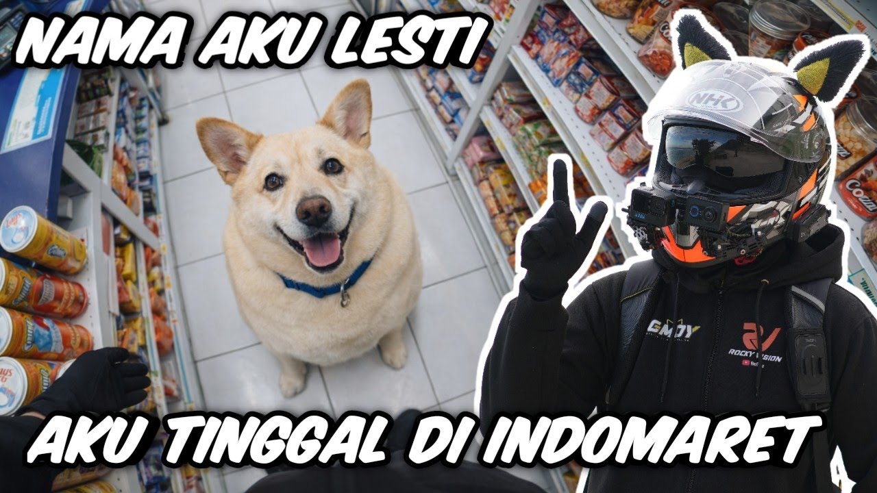 ANJING GEMUK INI NAMANYA LESTI DAN TINGGAL DI INDOMARET