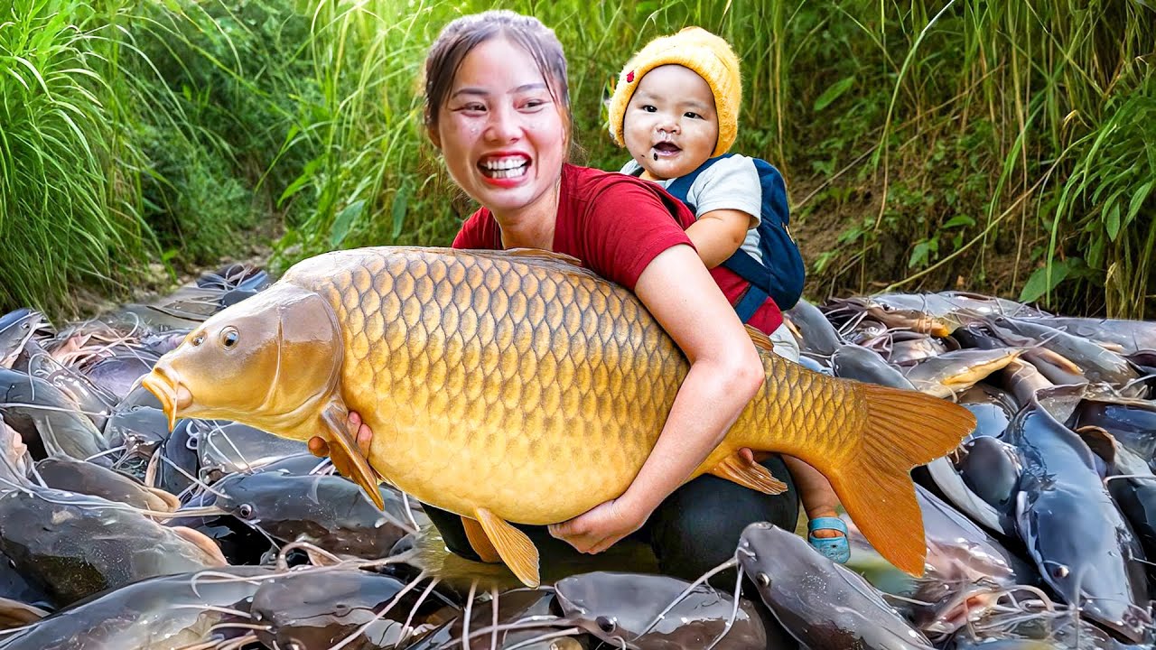Catching a Giant School of Huge Carp in the Fish Pond to Sell at the Market with my Family