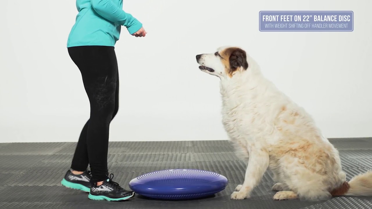 Fitpaws balance discs