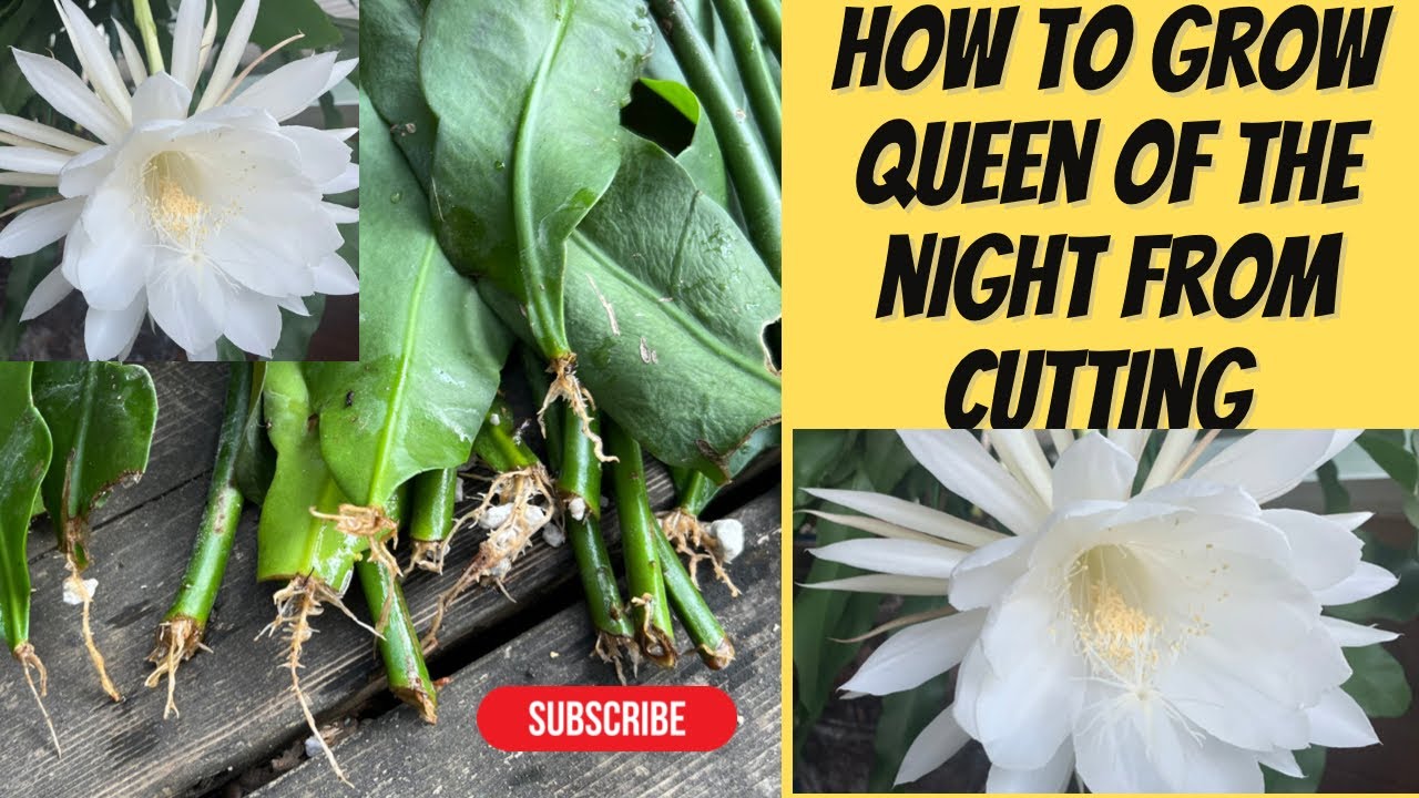 How to grow queen of the night from cuttings
