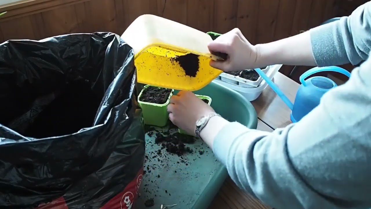 Årets første frø er sådd - løvemunn, stemorsblomst, paprika