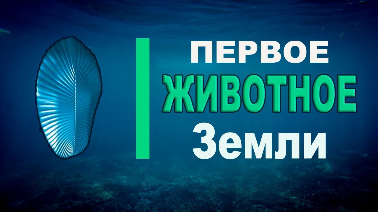 Первое животное Земли