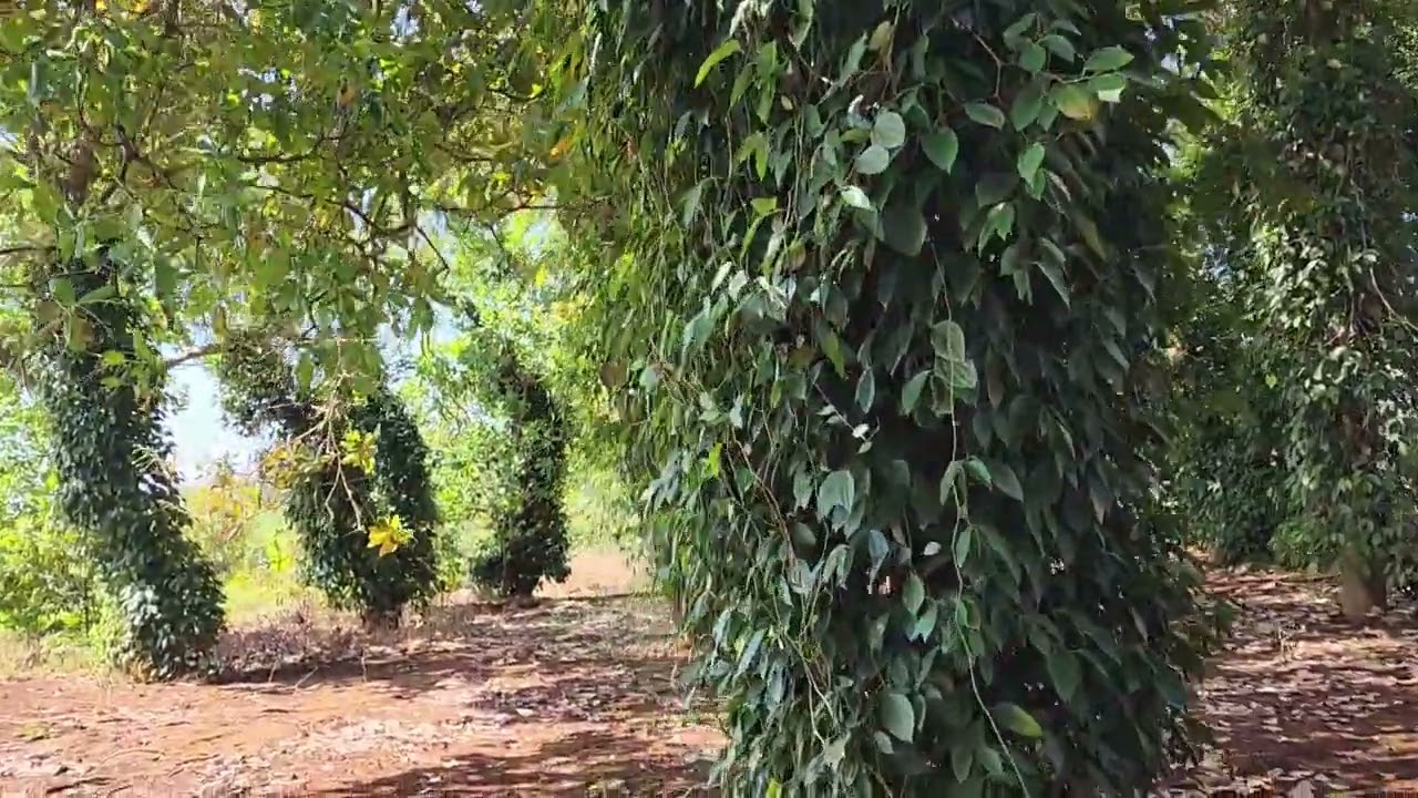b&aacute;n đất.vườn điều dt 1ha7 c&oacute; 8m đường dt312 ,x&atilde; đồng t&acirc;m đồng ph&uacute; b&igrave;nh phước lh 0988564617