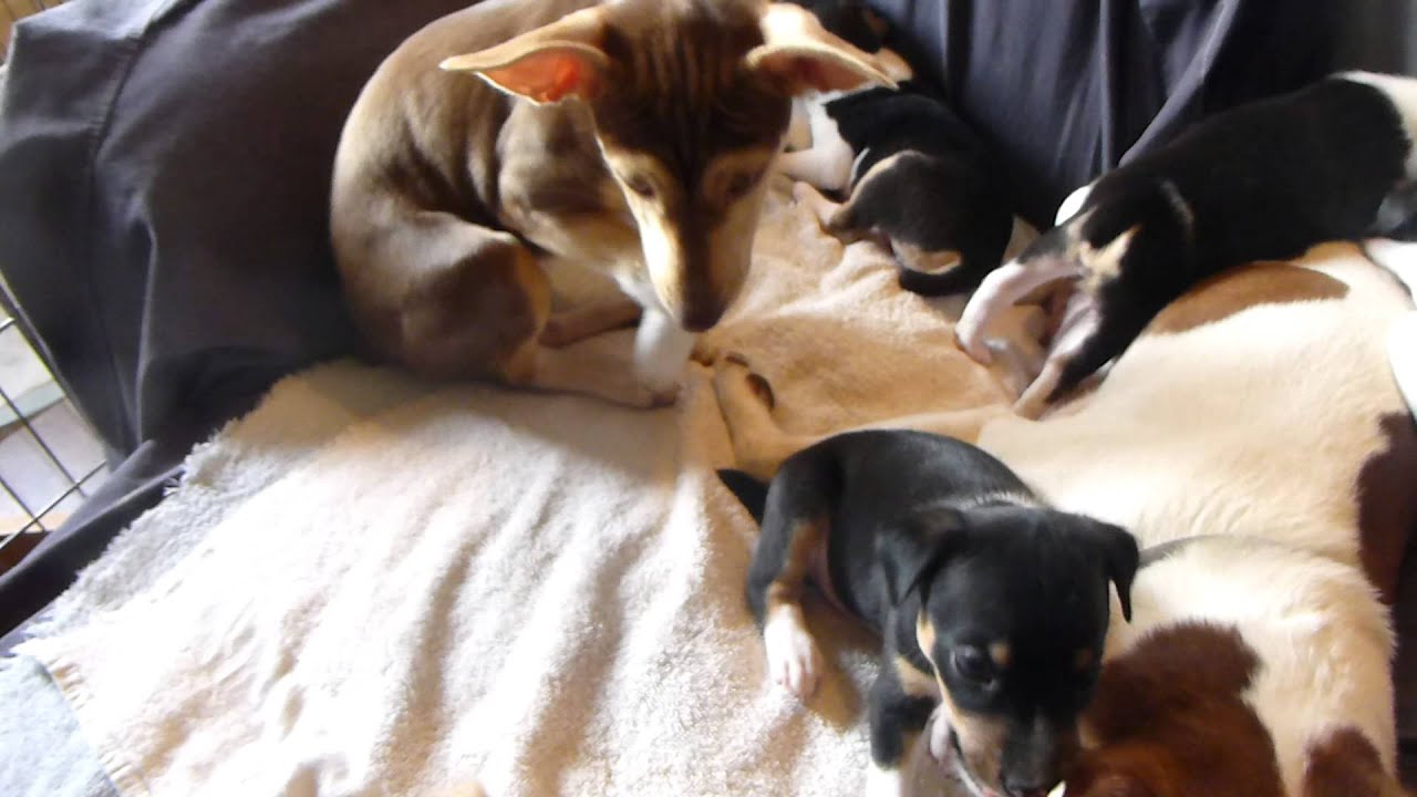 Rat Terrier puppies hanging out on the chair
