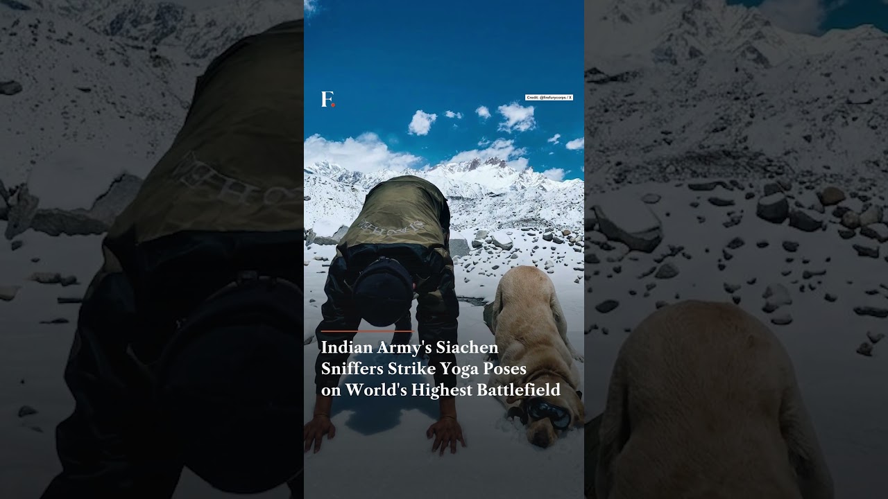 Indian Army's Siachen Sniffers Strike Yoga Poses on World's Highest Battlefield | N18G