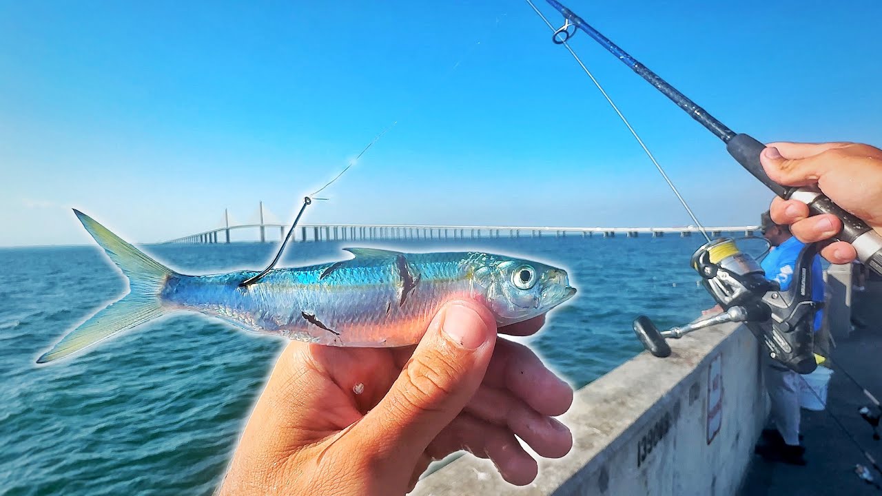 They Were SMOKING Baits off the Pier!!! Skyway Pier Fishing!