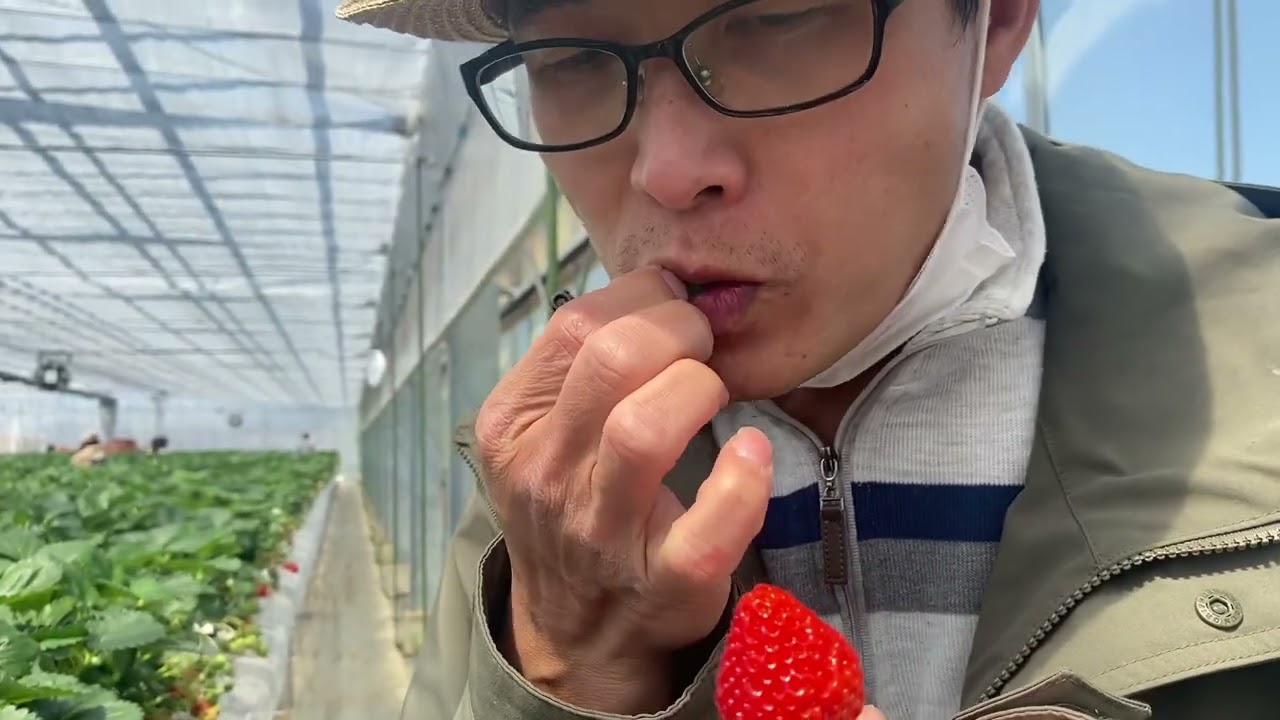 日本草莓园如何设计和建设？太多的细节可以学习借鉴，一定要看！