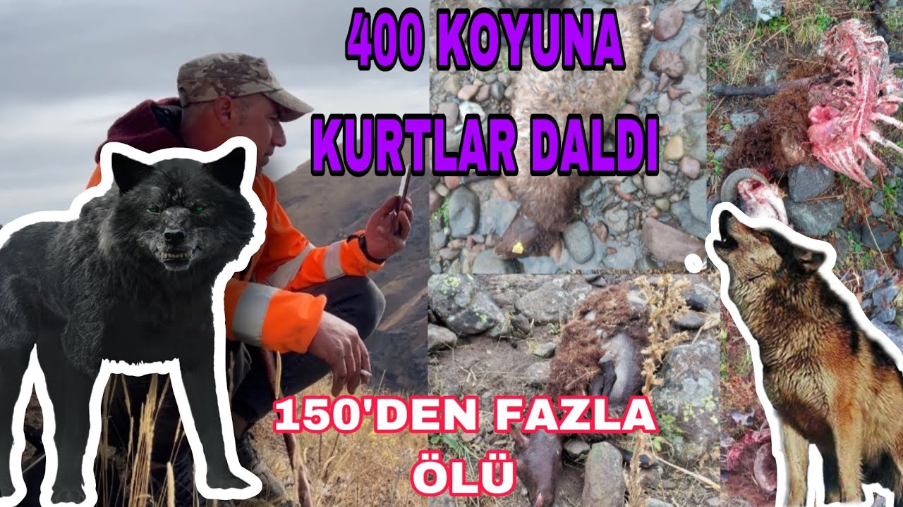 KORKUNÇ GECE KURTLAR BİR SÜRÜYÜ YOK ETTİ