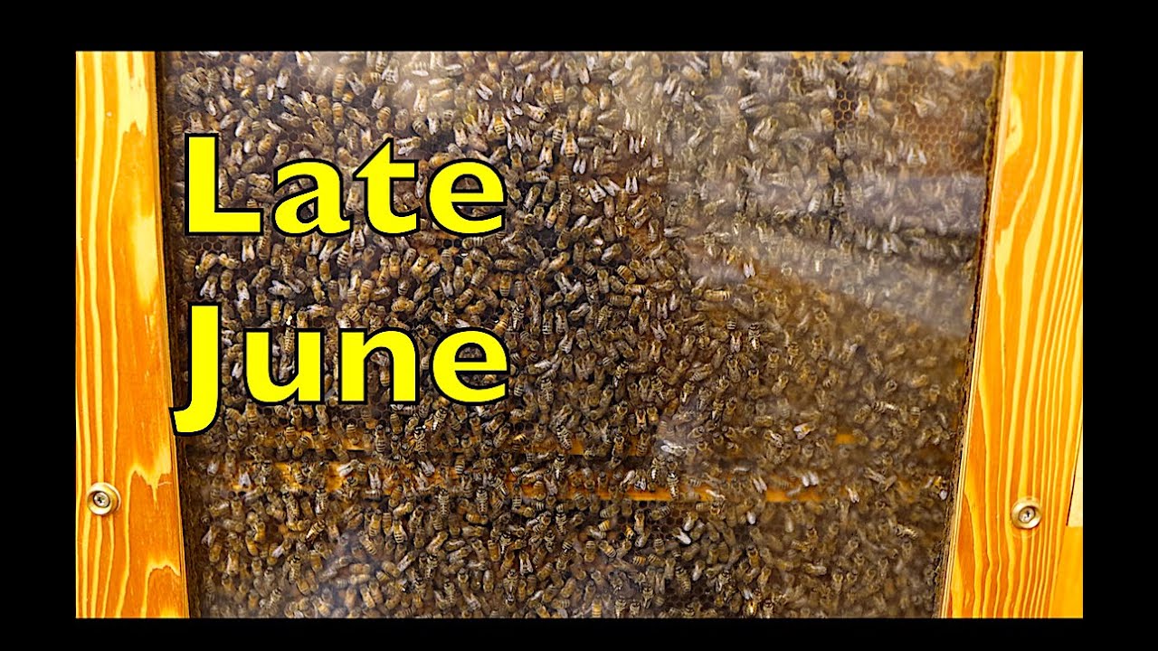 Blue Ridge Honey Company / Late June
