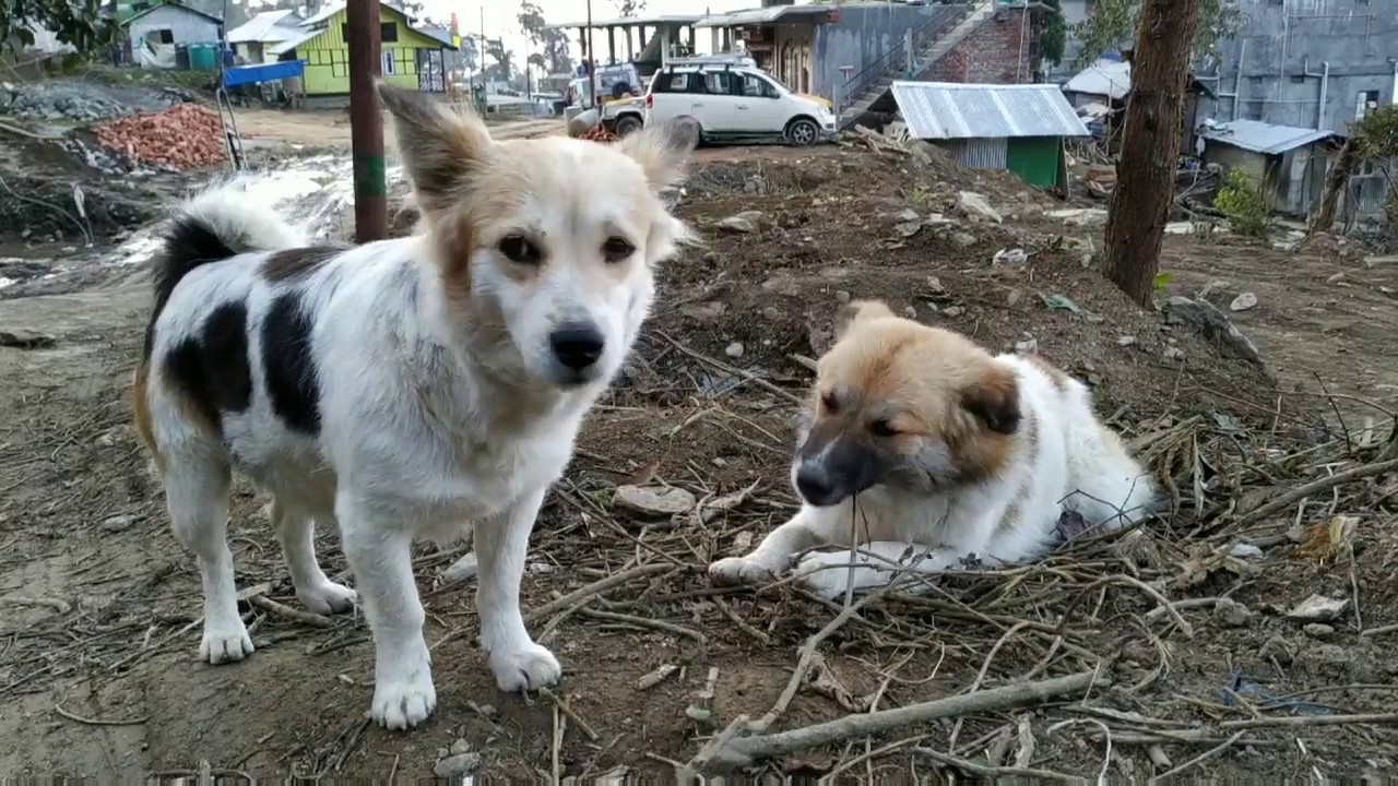 The Dog Love Story of Sillery Gaon