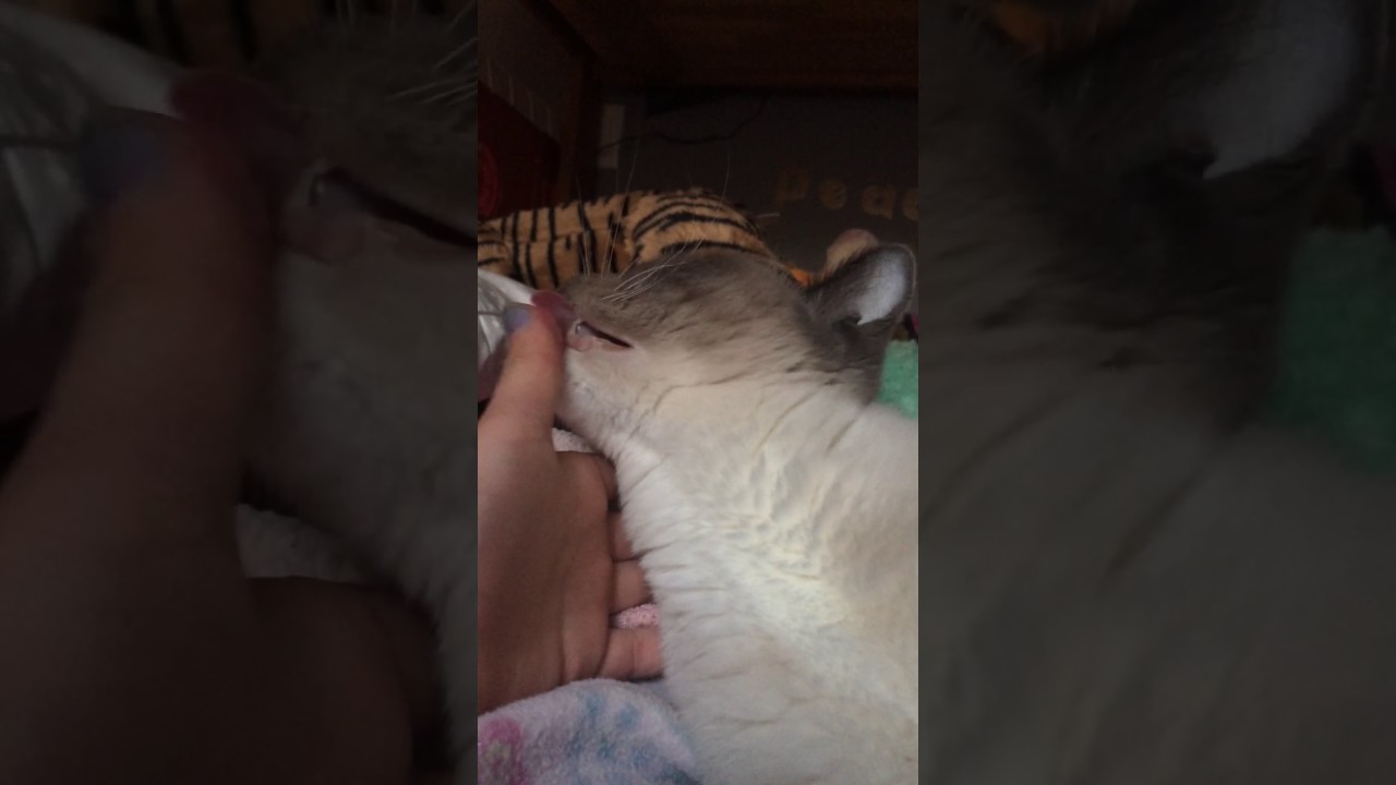 This cute cat won't stop licking me  (prepare for extreme cuteness!)