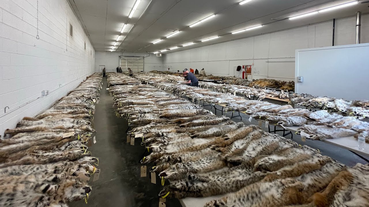 Fur sale (Idaho) ITA March 2025 walk through