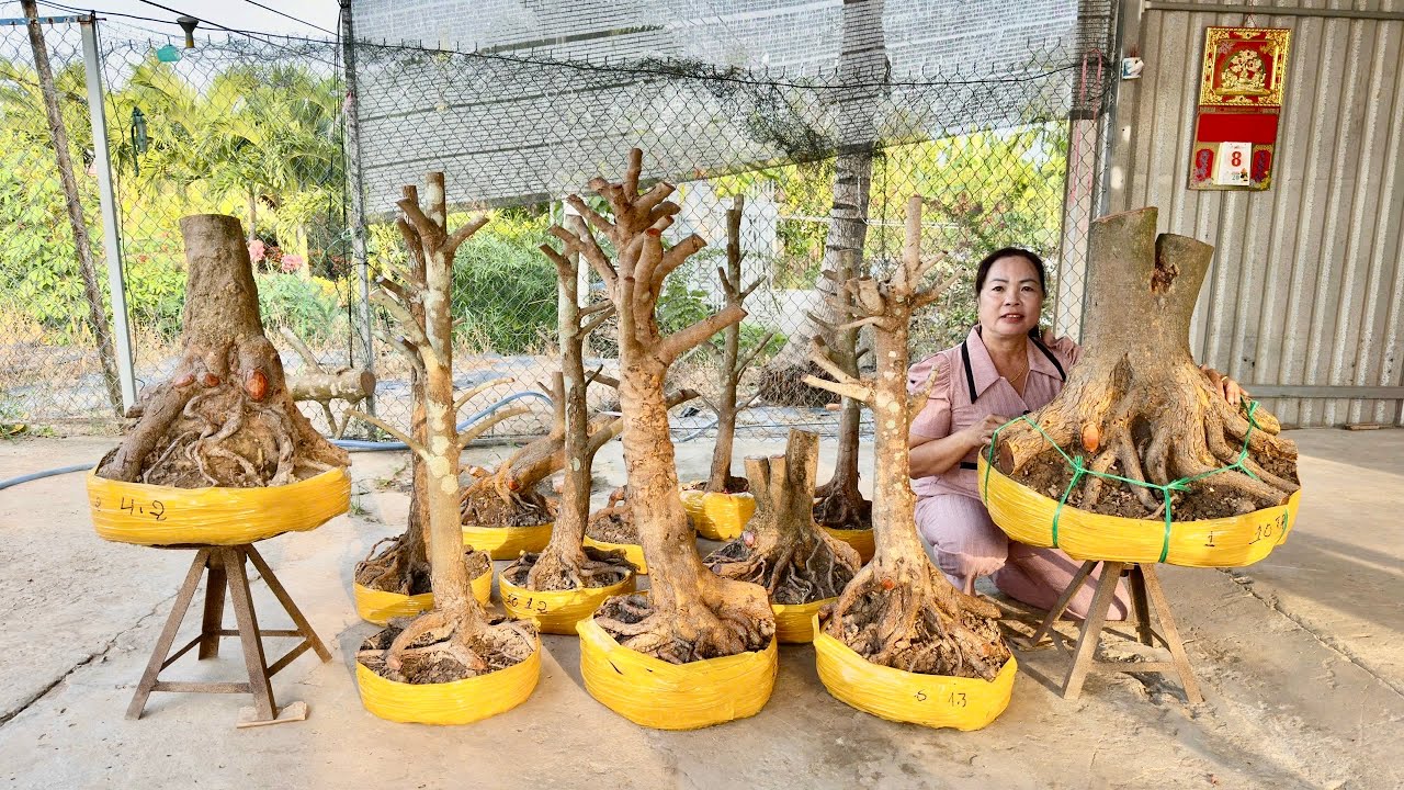 PHÔI MAI VÀNG 12/3/2O26 (#O383198616 SỸ ) PHÔI MAI TỨ QUÝ -  @bonsai Can Tho
