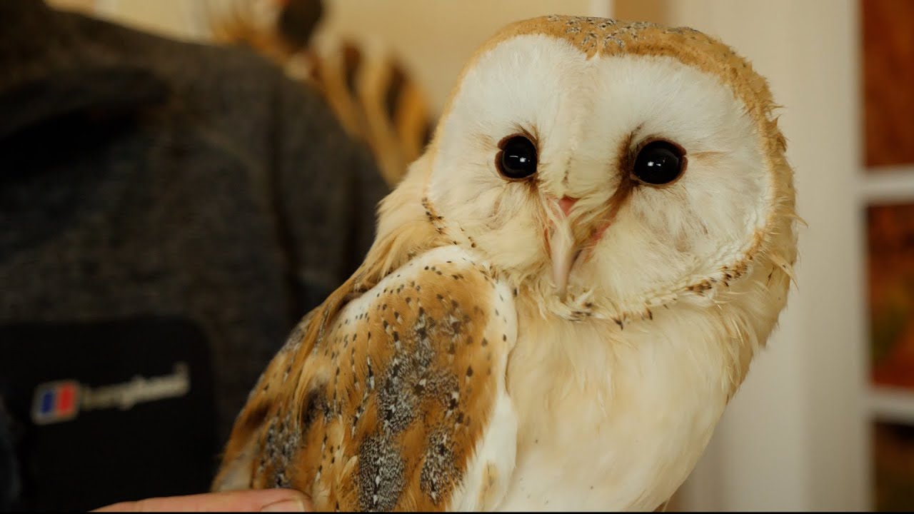 Saving a Barn Owl Chick Called Drax | Rescued & Returned to the Wild | Robert E Fuller