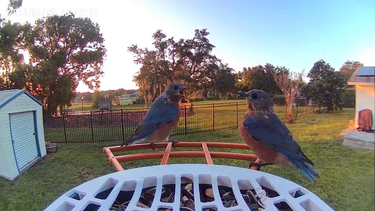 Review: PeckCam solar WiFi bird feeder camera $90-120