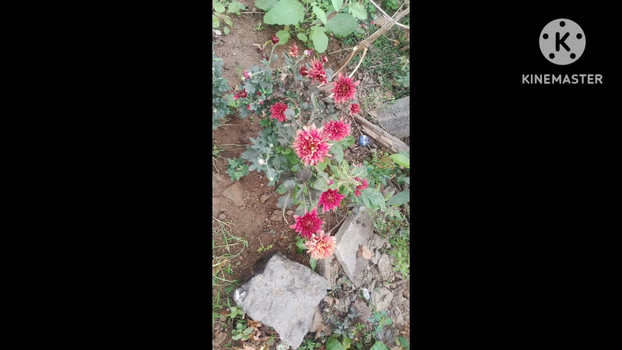 6/1/26భూమికి మరిచిపోను గిఫ్ట్ఇచ్చిన గగన్ గోరింటానిజం చెప్పడం చెర్రీ సాక్ష్యం చూపించడం అపూర్వతలకు గన్