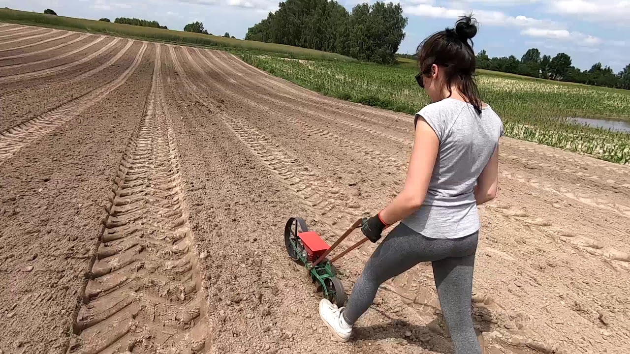 Siew ogórka siewnikiem za 170zł. Tani sprzęt też sobie poradzi?