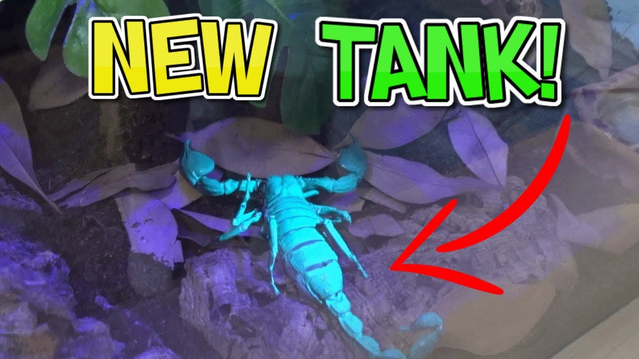 ASIAN FOREST SCORPION SETUP!