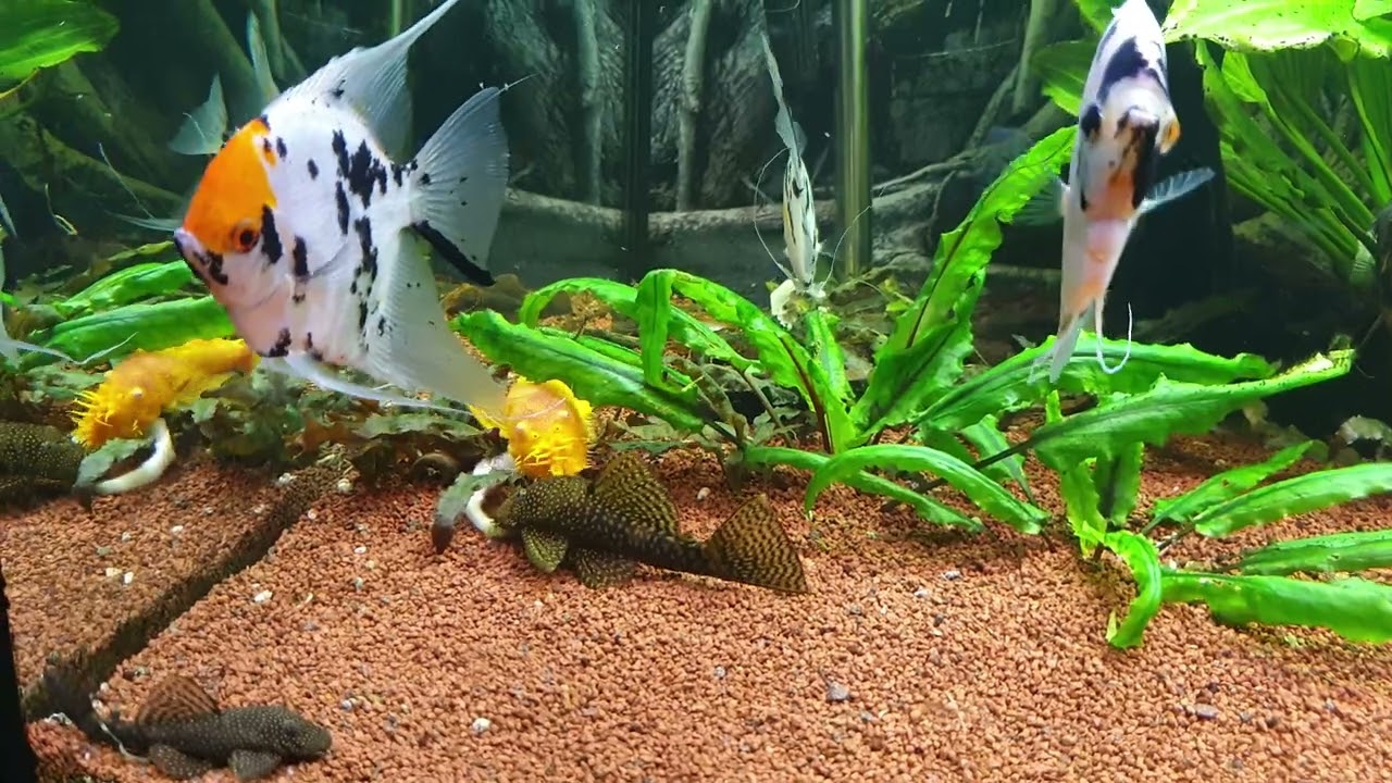 Arany anci és koi vitorlások növényes akváriumban