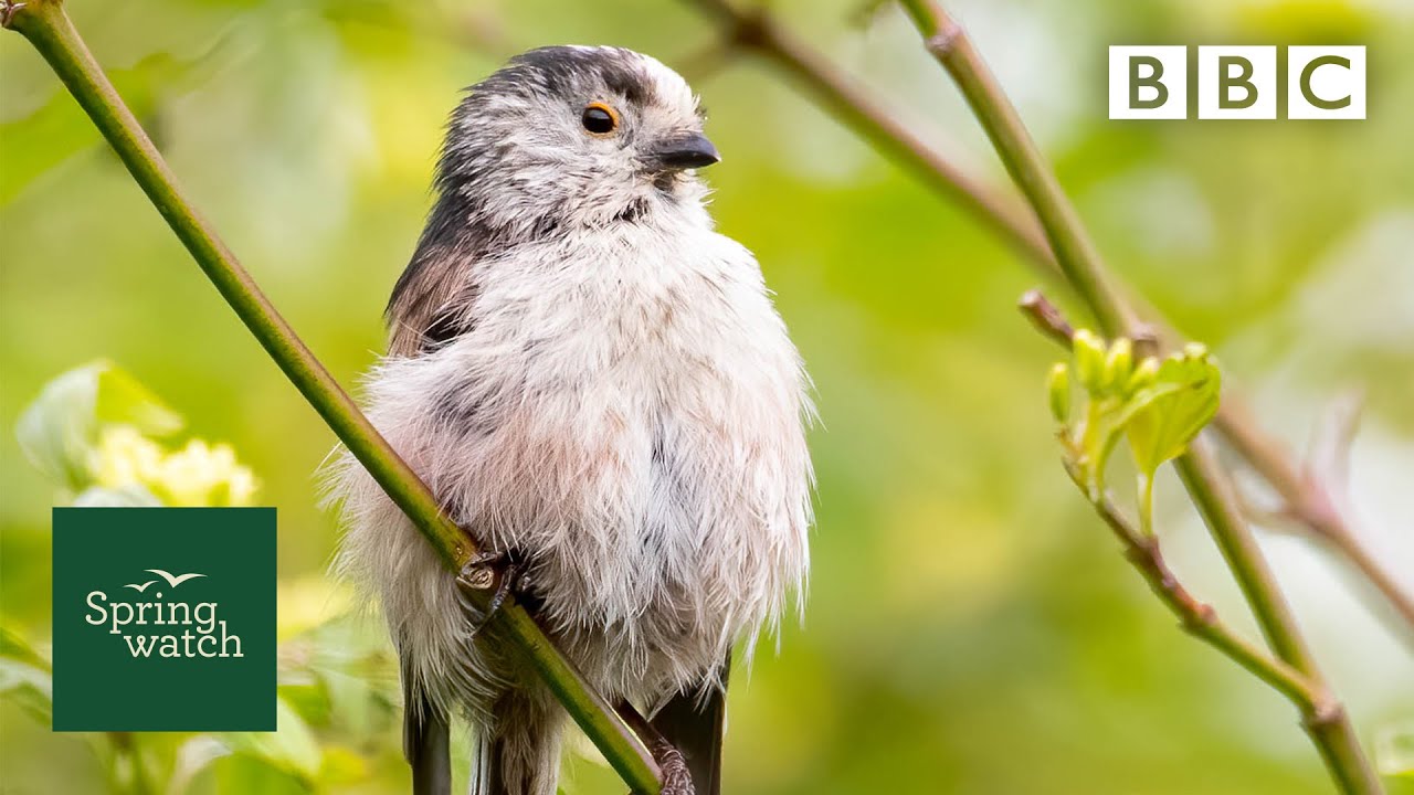 Spring wildlife webcams live! 🐤🦊🐿 - Tuesday 26 May - Springwatch - BBC