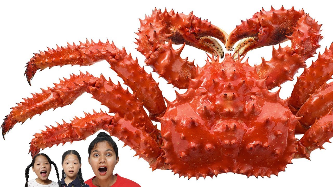 King crab 킹크랩 Mukbang TwinRoozi 쌍둥이루지 먹방 조안나 언니