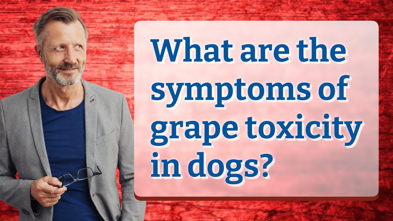What are the symptoms of grape toxicity in dogs?