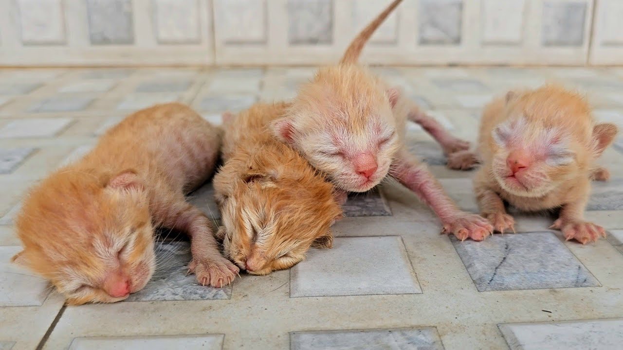 The Heartwarming Rescue of a Gentle Abandoned Mother Cat and Her Newborn Kittens 🐱💖🐾