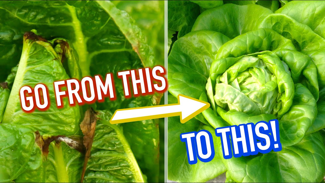 Fix Calcium Deficiency in Plants: Symptoms and How to Prevent Tip Burn