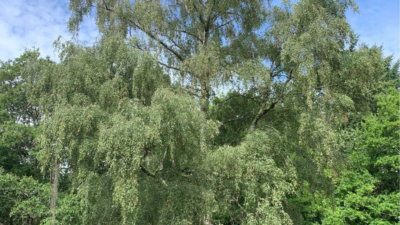 DruidCast - A Druid Podcast Episode 162