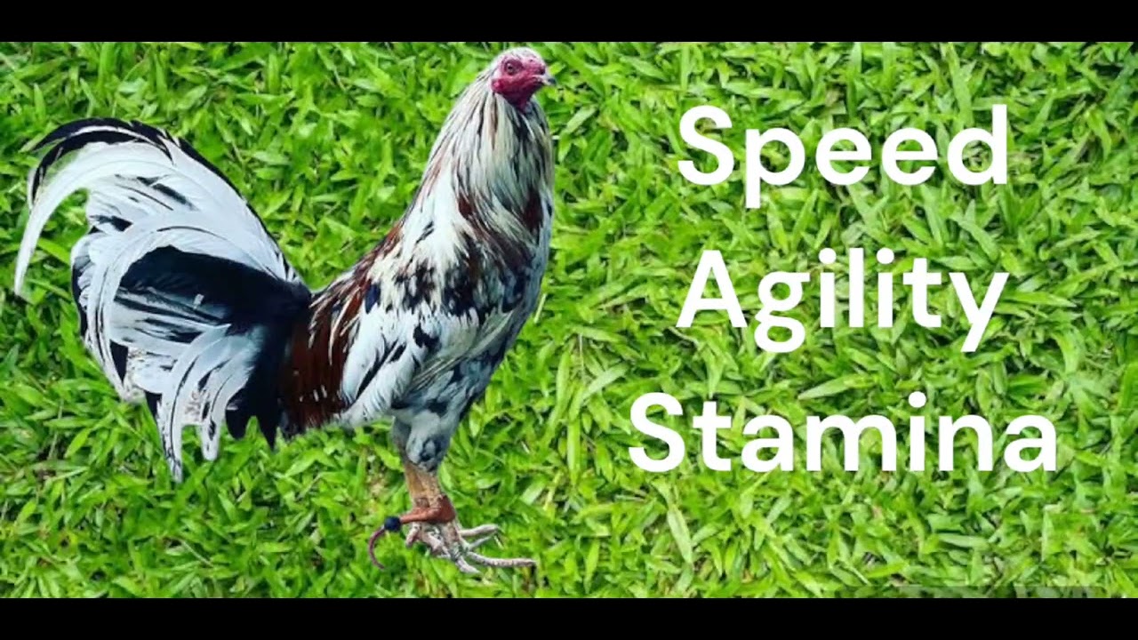 White hackle ang pinaka magaling na manok sa kasaysayan.