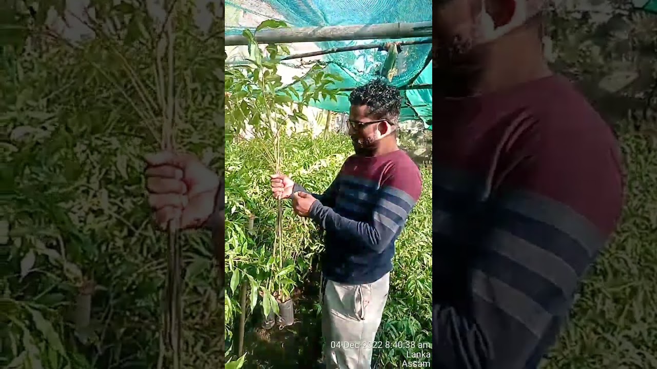 Agarwood plant (A. Malaccensis)