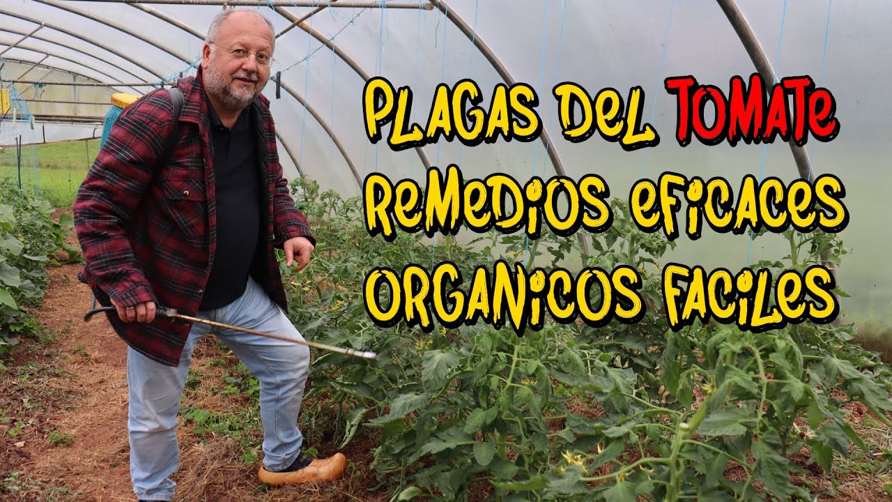 Plagas del TOMATE. Como ELIMINARLAS  de forma orgánica