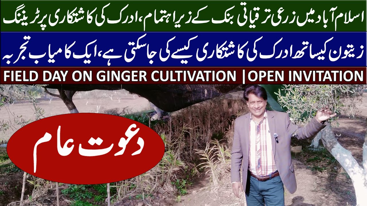Invitation : Ginger Crop Production Field Day Islamabad | ZTBL Farm Margalla Town, Islamabad