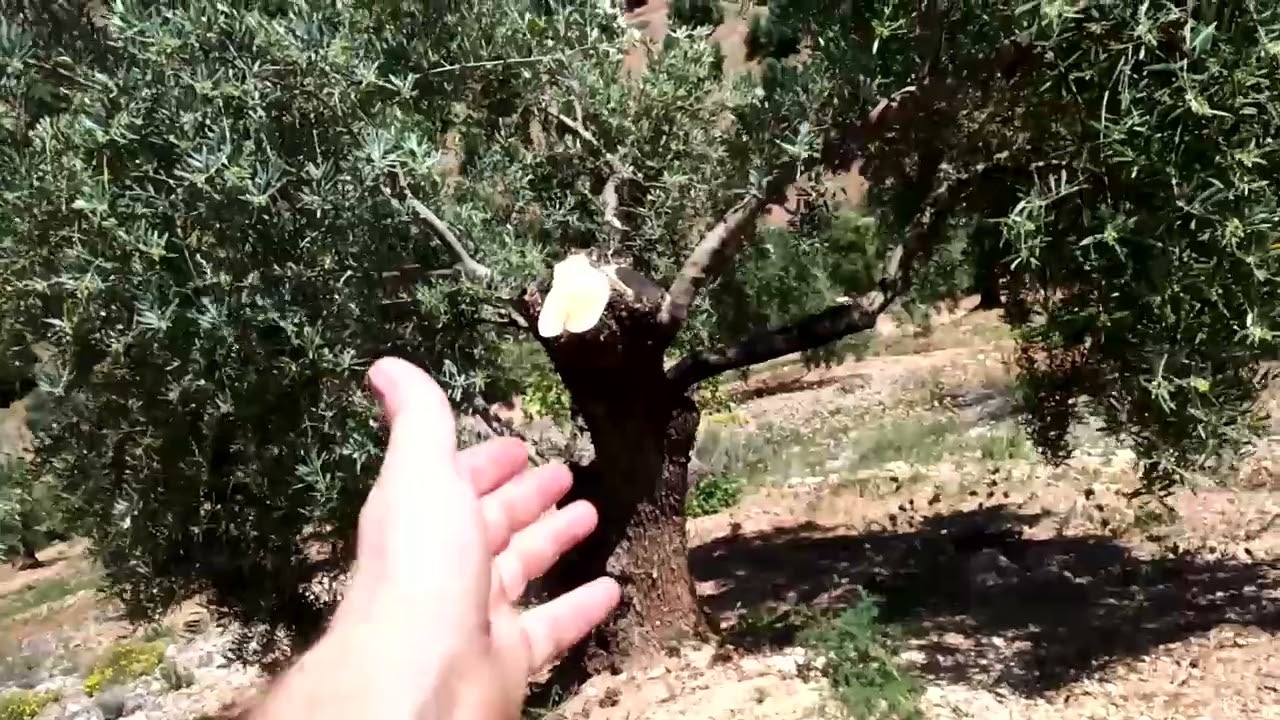 El porte tras la poda olivar.
