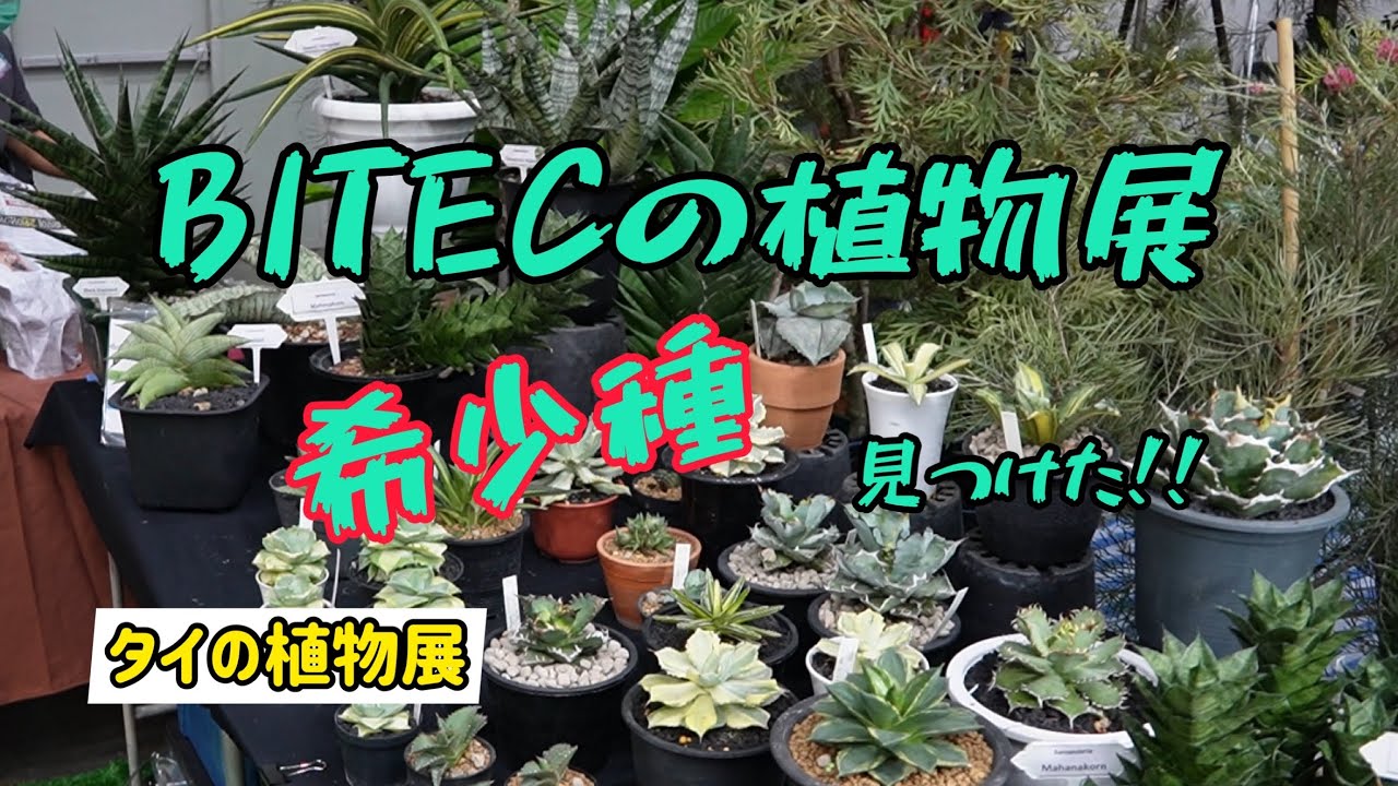 【タイの植物展】希少なサンスベリア、見つけた！！！