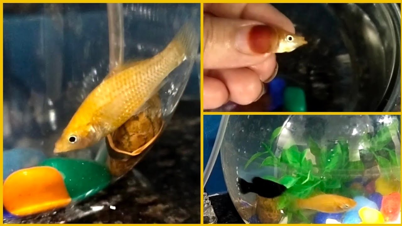 How We Saved Dying Fish At Home