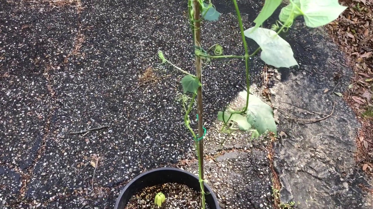Overwintering Mirlitons in Containers - Update 2