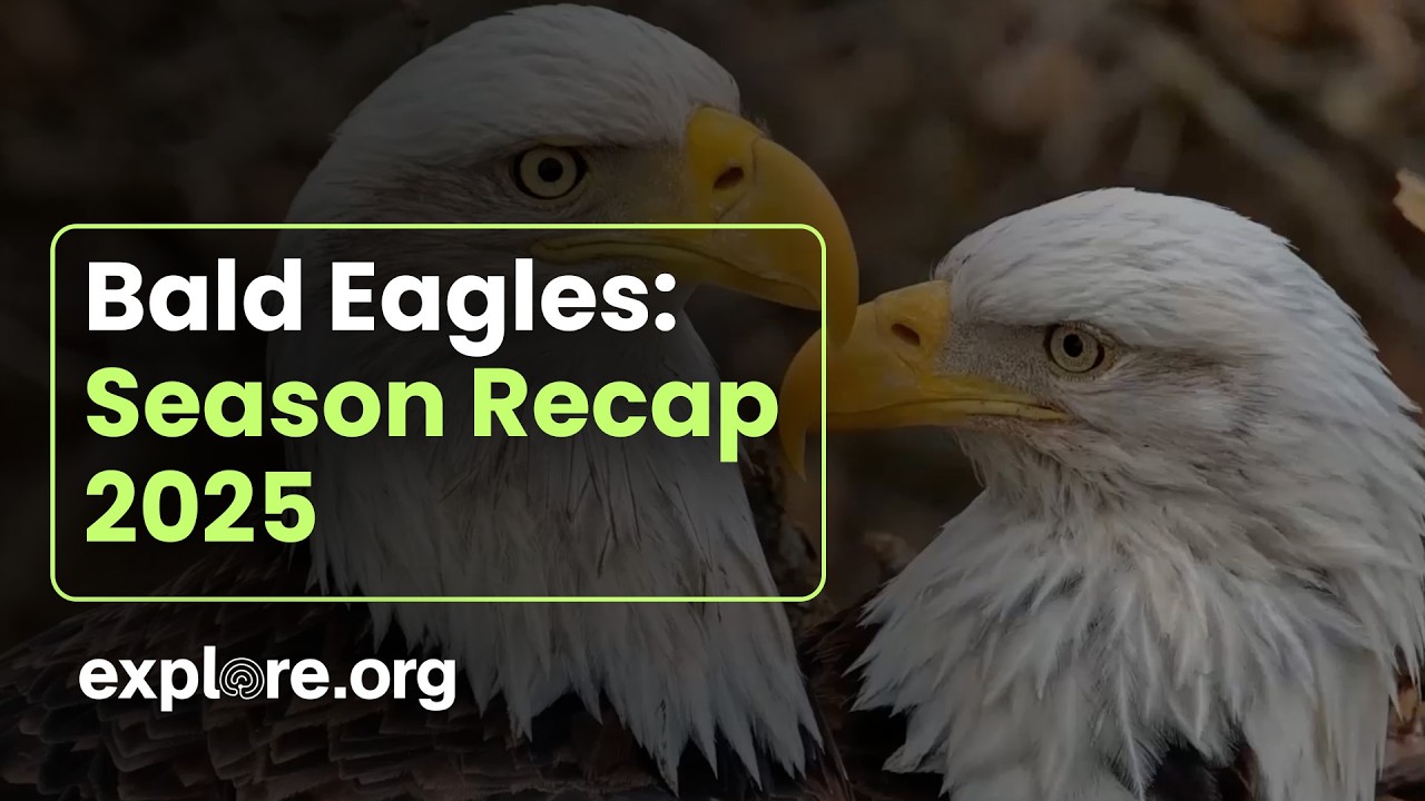 Eagle Season Refresher | 2025 Eagle Nest Recap