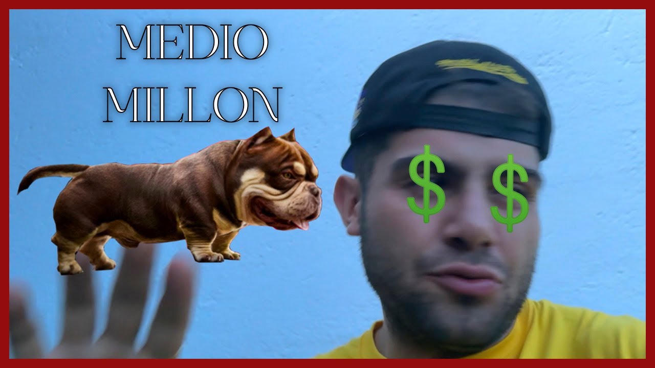 American Bully MAS DE  Medio MILLON DE PESOS MEXICANOS
