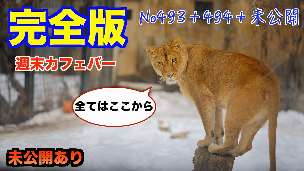 No493＋494＋未公開 【完全版】すべてはここから始まった…オリトの行動の真相｜未公開映像あり【プレミア公開】｜旭山動物園　#lion #オリトファミリー　#zoo