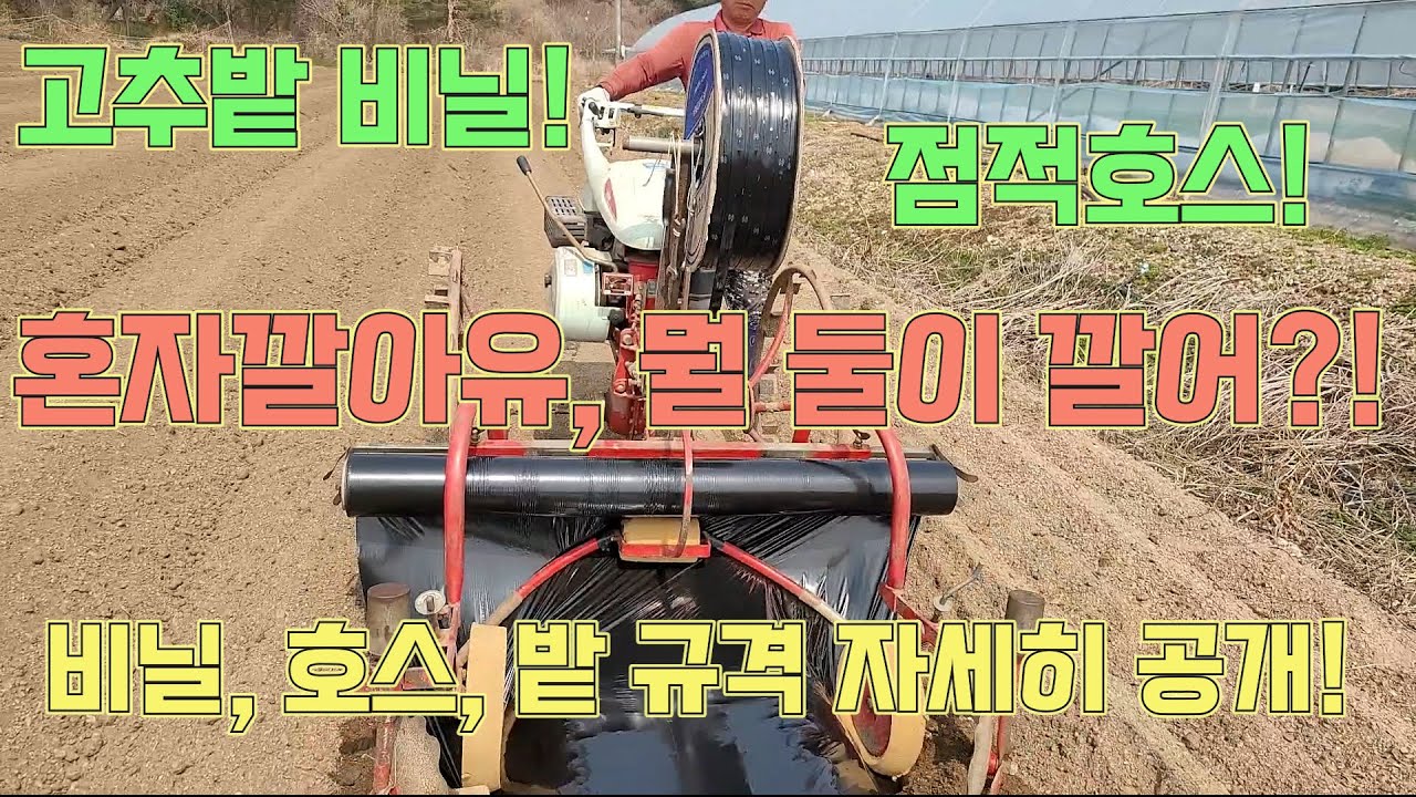 고추밭 비닐과 점적호스, 이렇게 씌워보세요! 규격도 자세히 공개! 고추농사 잘 짓는 법!