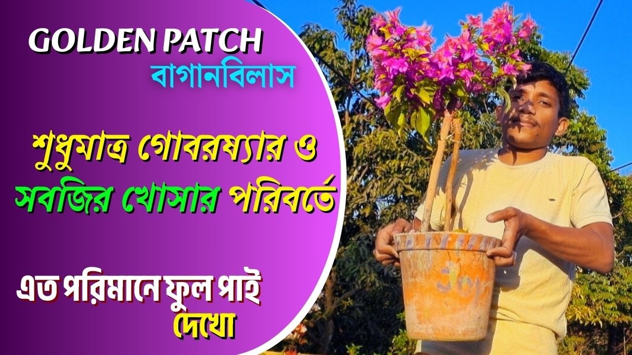 এই নিয়ে ৩নম্বর ফ্লাশ কম যত্নে ১২ মাস ফুল পাই।#goldenpatch #bougainvillea #বাগানবিলাস #কাগজফুল #vlog