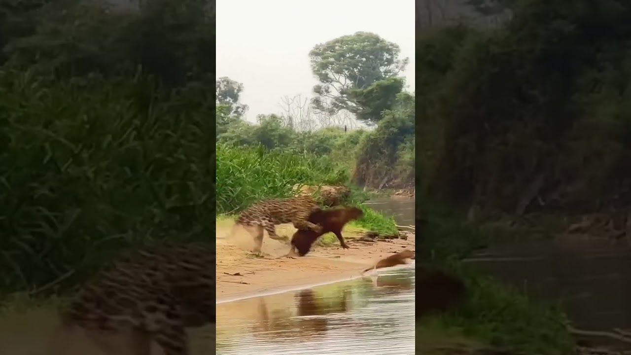 Jaguar V Capybara
